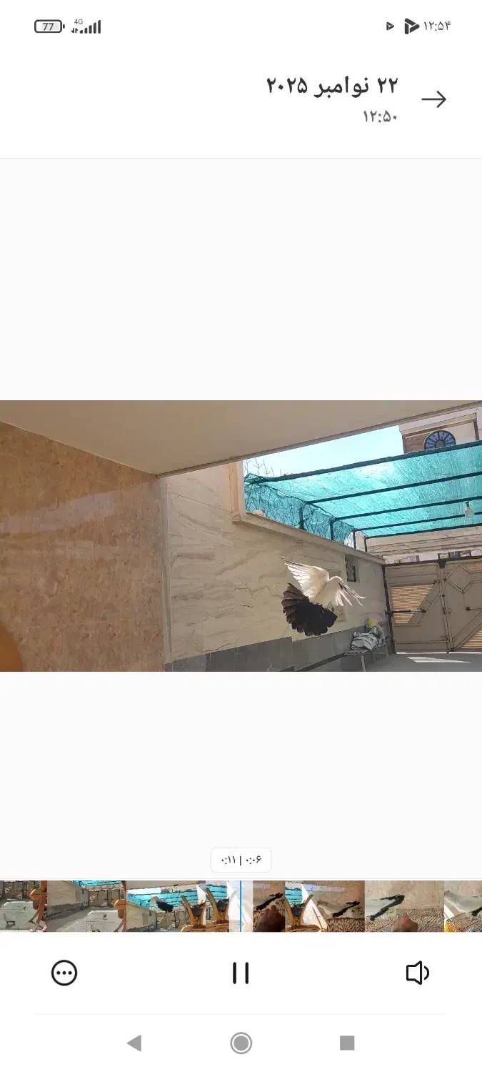 نر دم سیاه|پرنده|صدرا-فارس, فاز ۲|دیوار