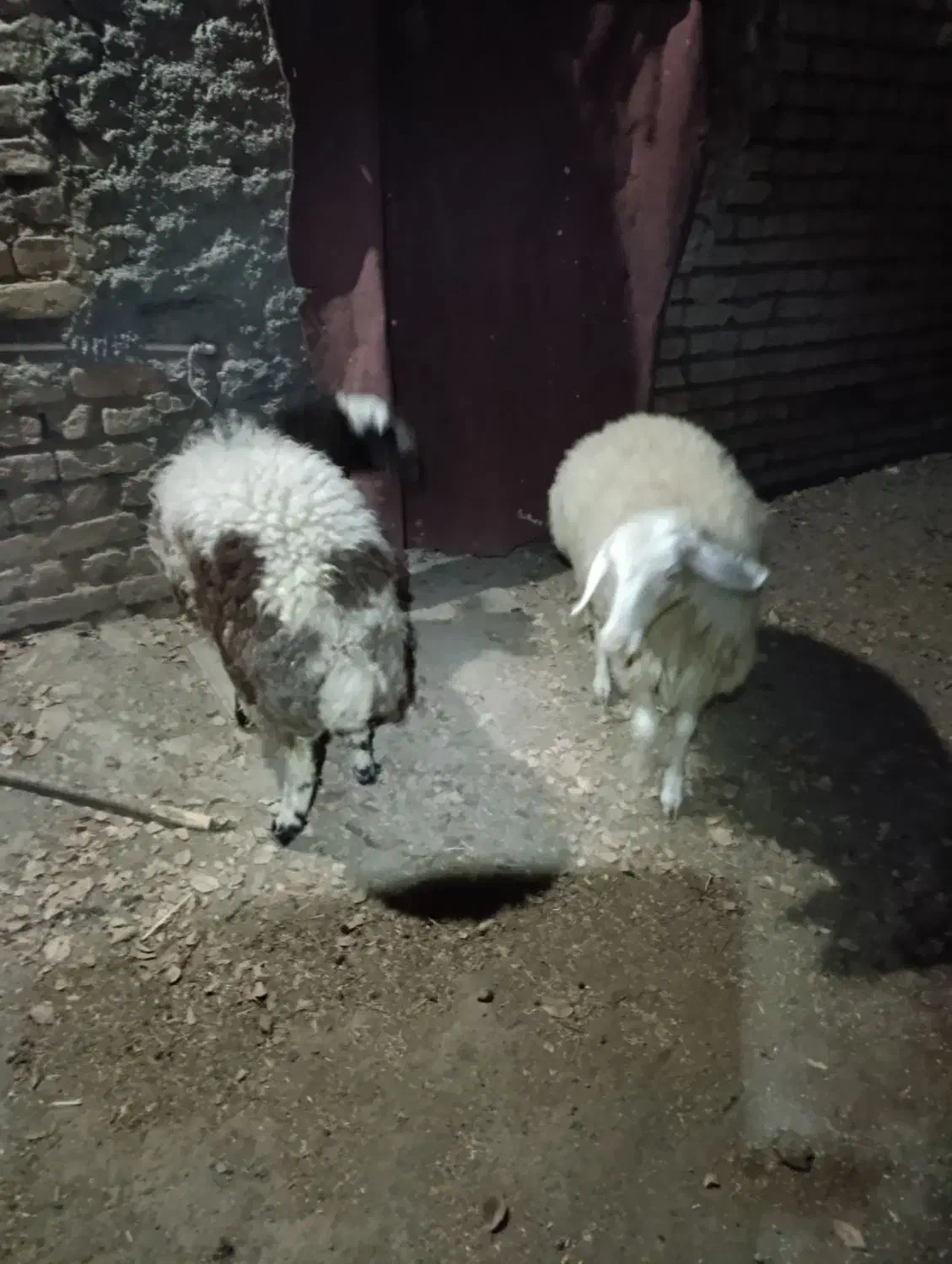 فروش دو عدد بره ماده|حیوانات مزرعه|گلپایگان, |دیوار