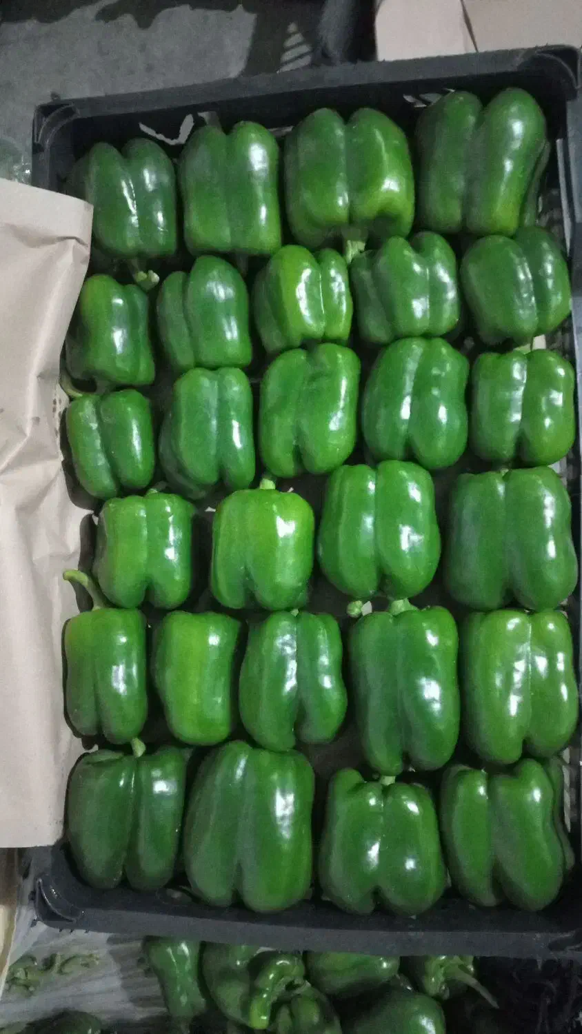 بسته بندی|استخدام صنعتی، فنی، مهندسی|اندیمشک, |دیوار