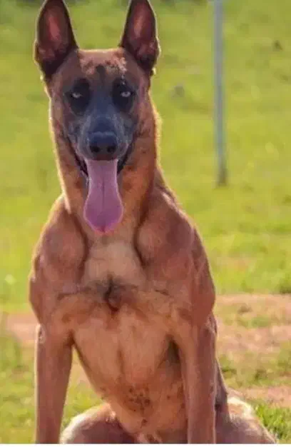 سگ مالینویز|سگ|قروه, |دیوار