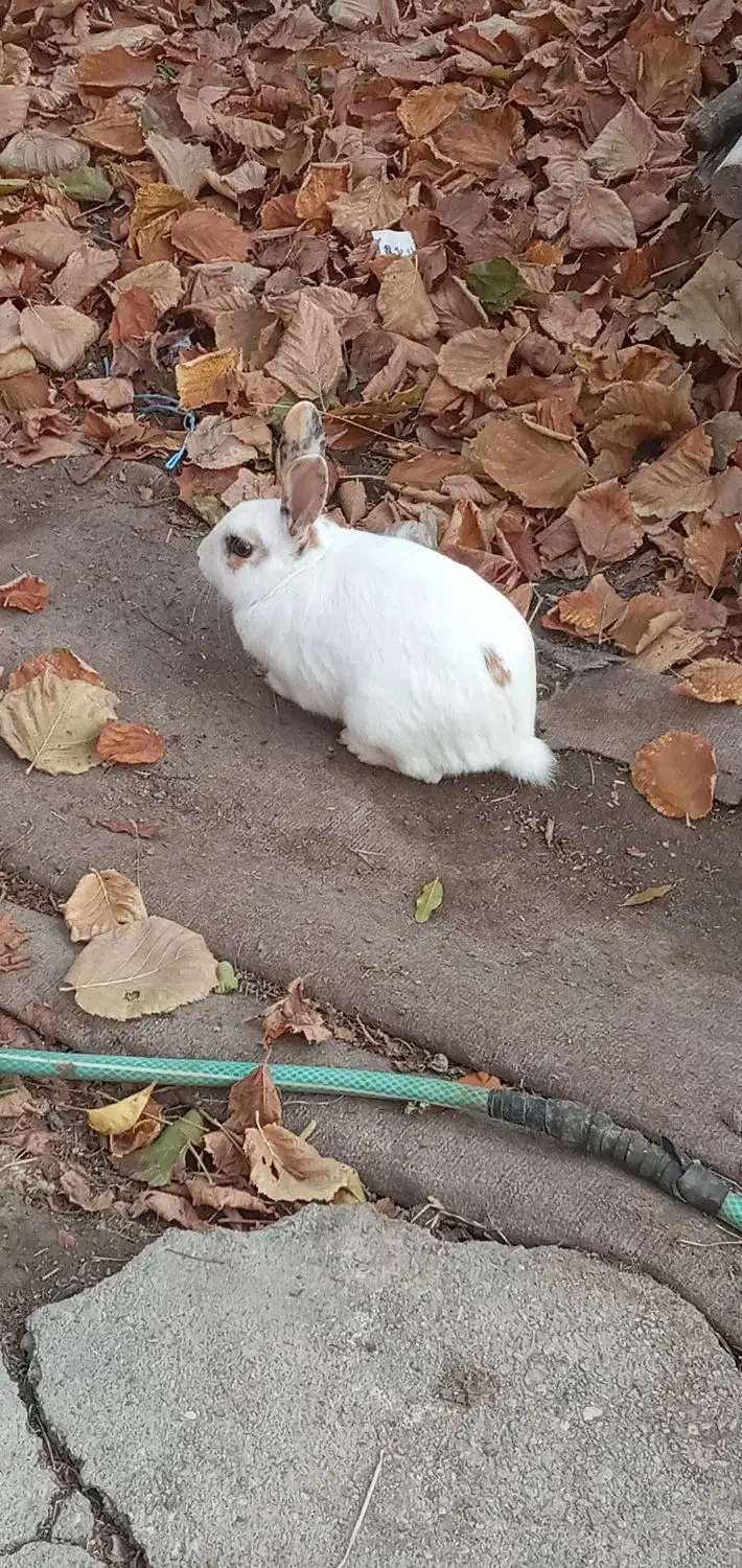 خرگوش  زیبا|موش و خرگوش|عنبرآباد, |دیوار