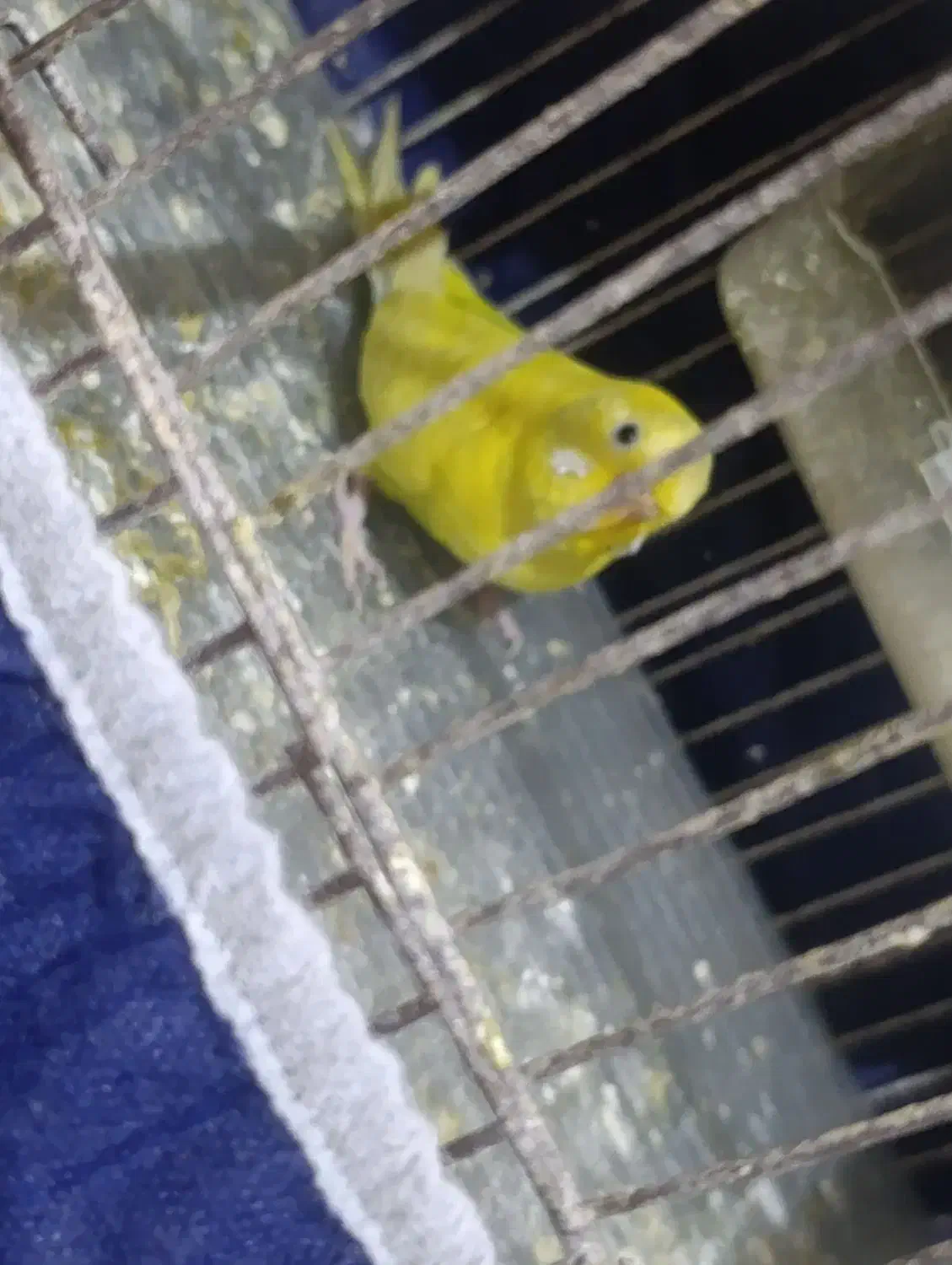 فروش جفت مرغ عشق|پرنده|بندر ماهشهر, |دیوار