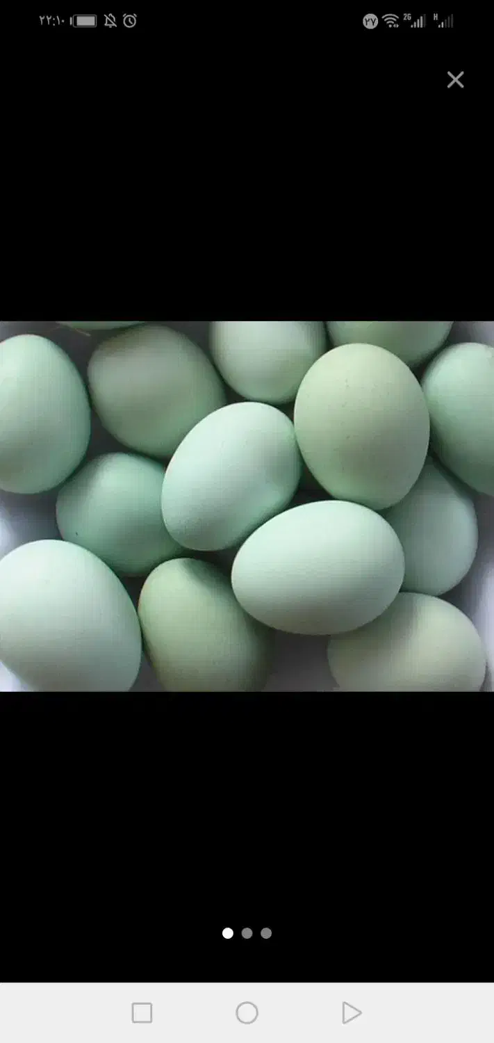 تخم مرغ سبز وبرهما نطفه داروکرک شو وجوجه|حیوانات مزرعه|سیرجان, |دیوار