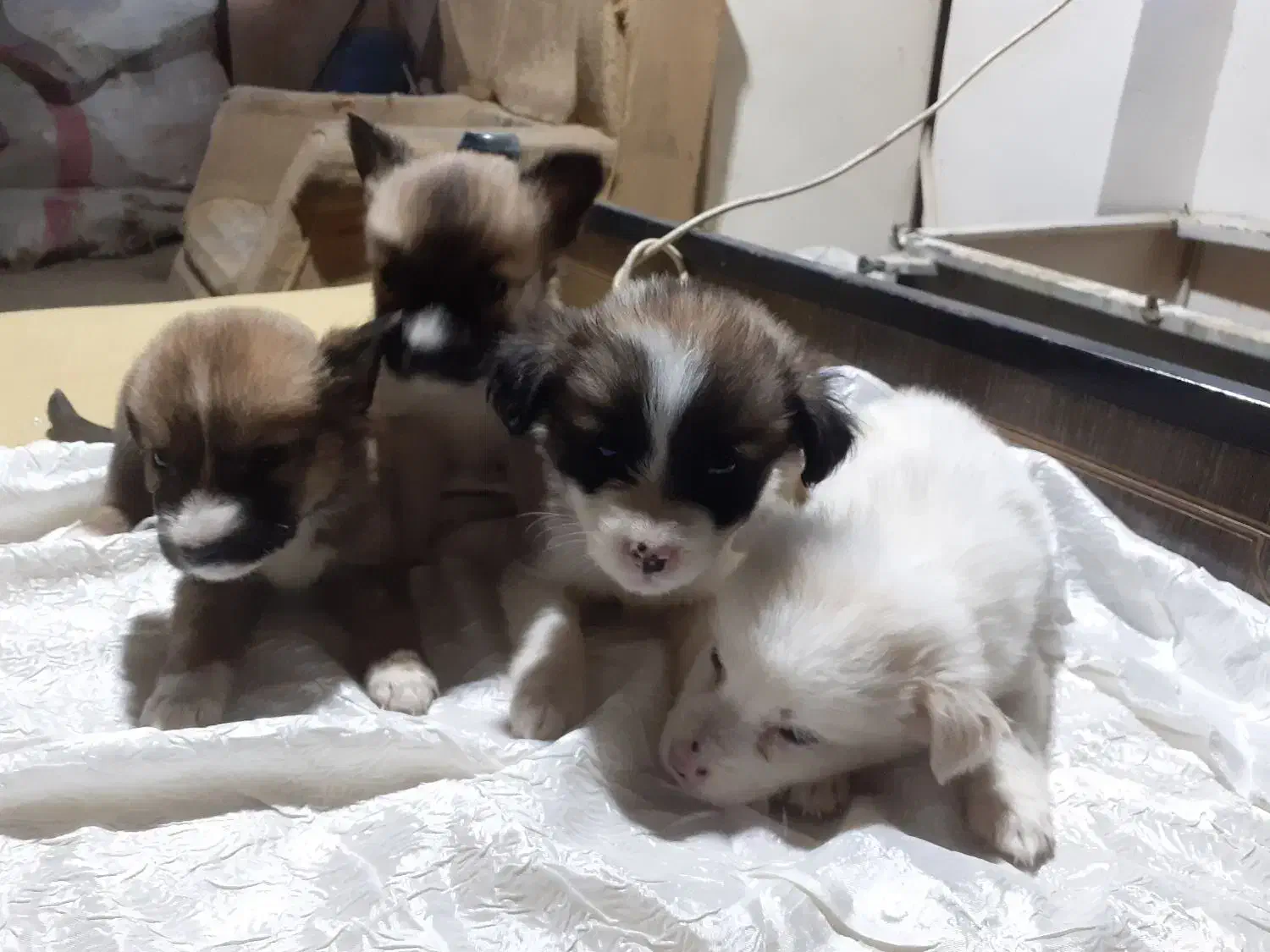 ۴عددسگ ماده ازنژاداشپیتز|سگ|اراک, |دیوار