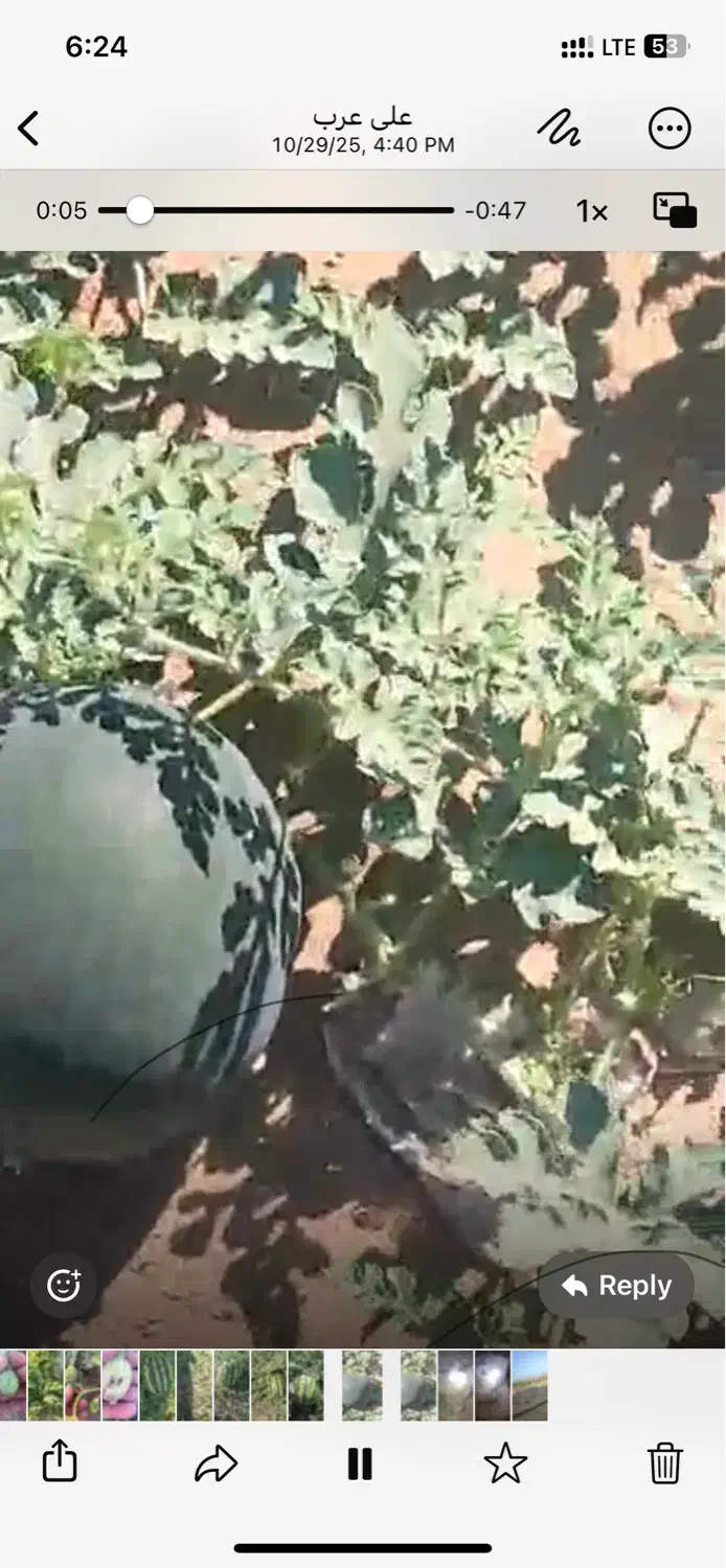 هندوانه|عمده‌فروشی|شوش, |دیوار