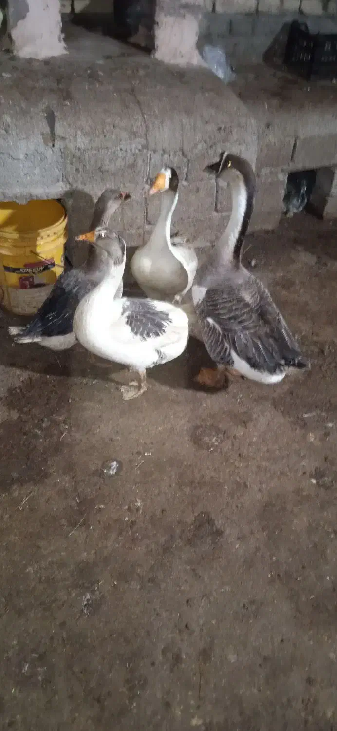 غاز|حیوانات مزرعه|نظر کهریزی, |دیوار