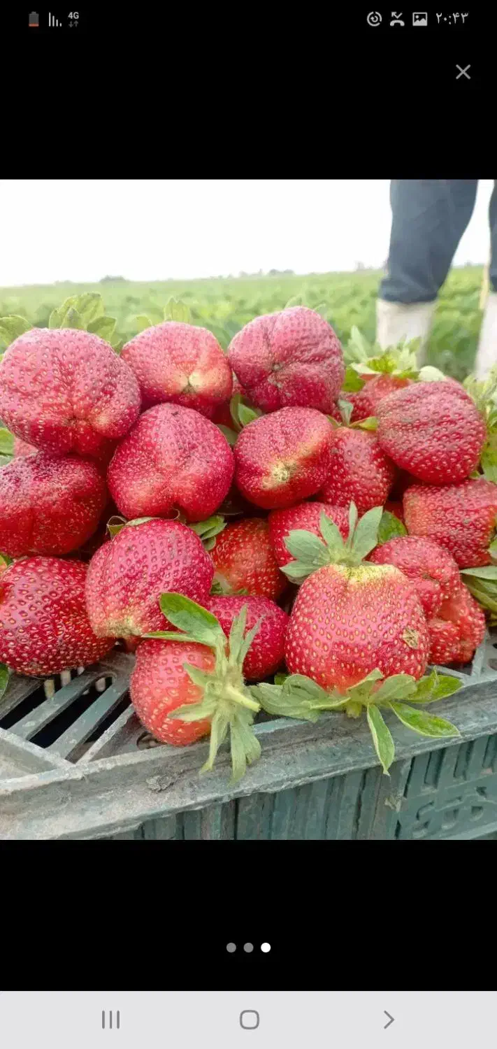 نهال توت فرنگی کاماروس|خدمات باغبانی و درختکاری|خان ببین, |دیوار