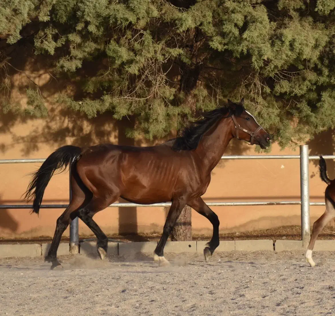 مادیان|اسب و تجهیزات اسبسواری|کرمانشاه, |دیوار