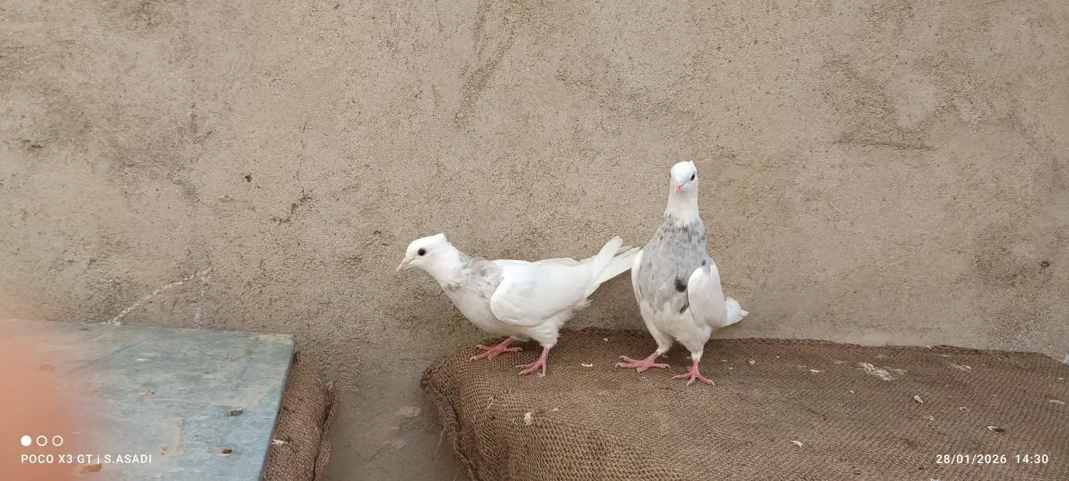 طوقی کرمانشاهی|پرنده|لامرد, |دیوار