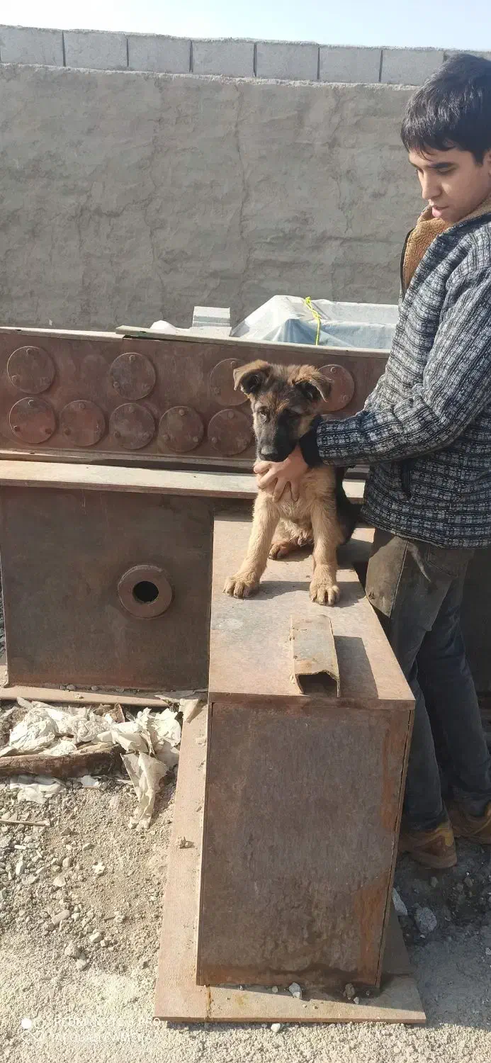 سگ ژرمن|سگ|کهریزک, |دیوار