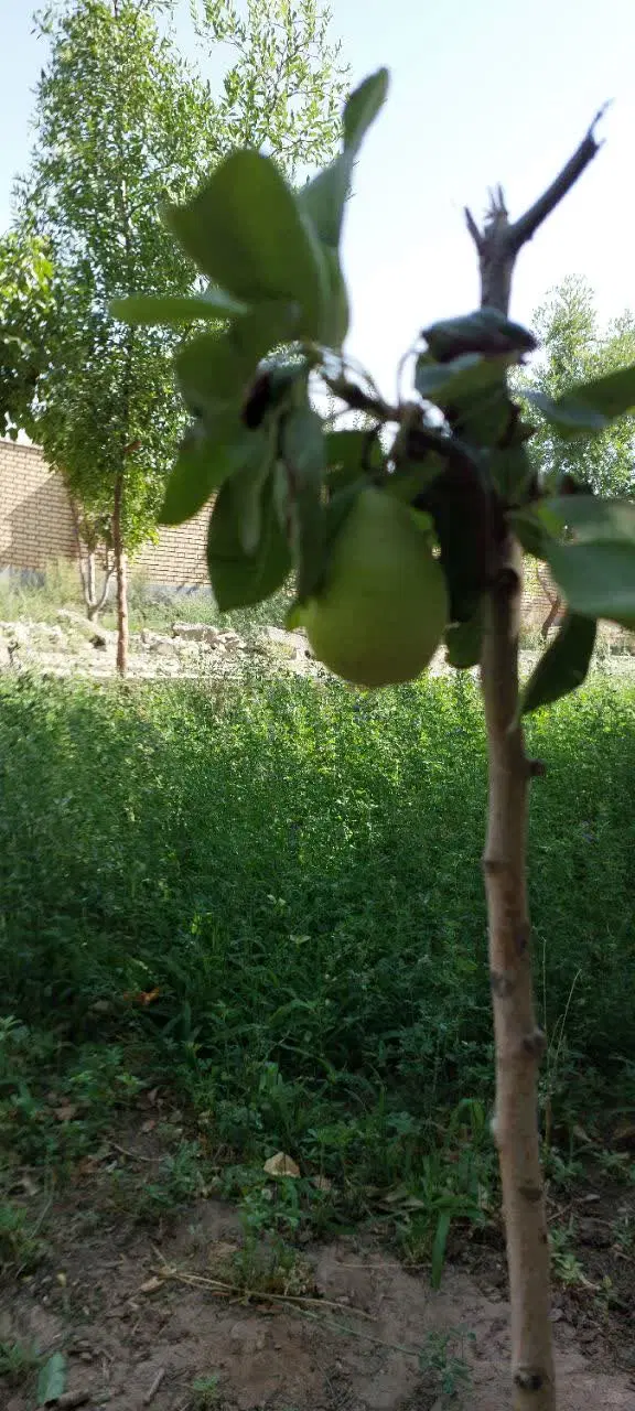 تصویر 15