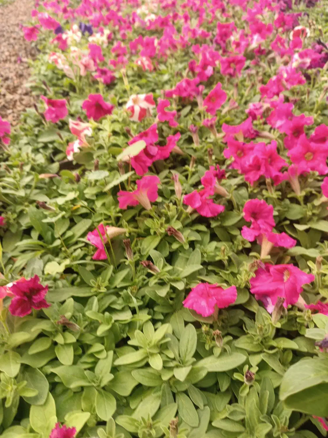 تولید گلهای باغچه ای وفضای سبز شرکت های وویلا|گل و گیاه طبیعی|لامرد, |دیوار