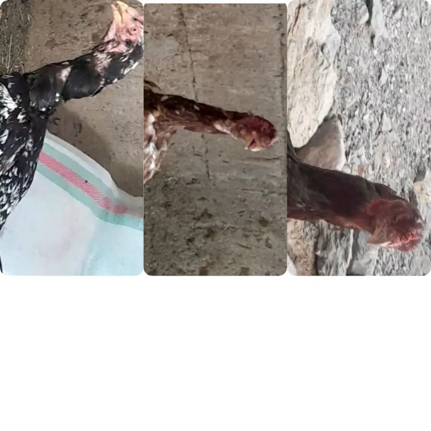 سه عدد مرغ لاری اصیل|حیوانات مزرعه|دینور, |دیوار