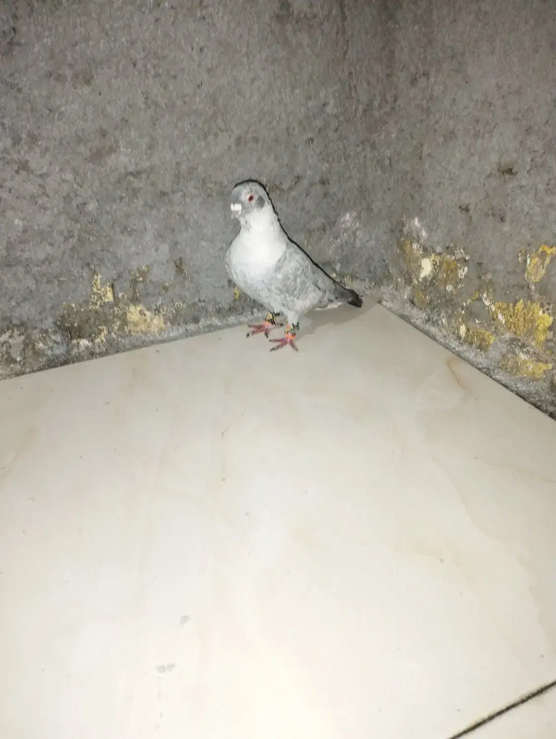 کبوتر|پرنده|باوی, |دیوار