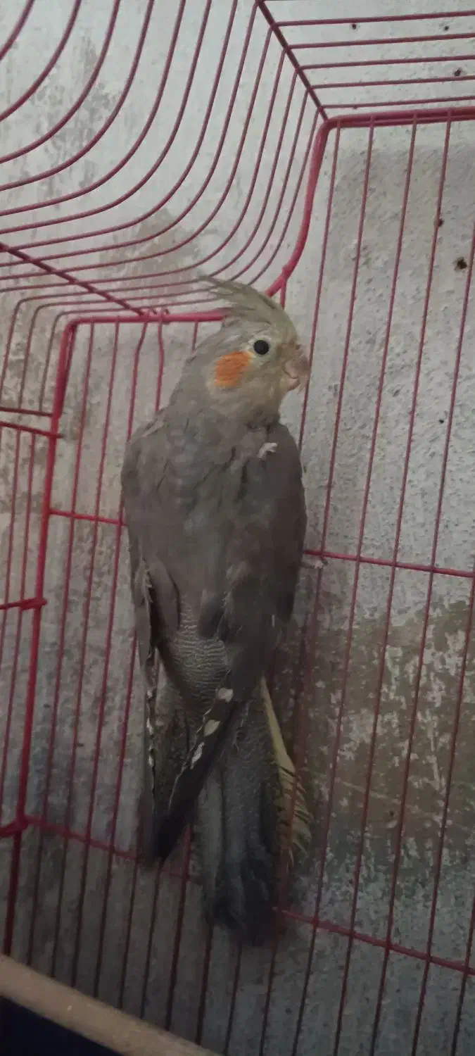 عروس هلندی یک جفت|پرنده|تهران, دهم فروردین|دیوار