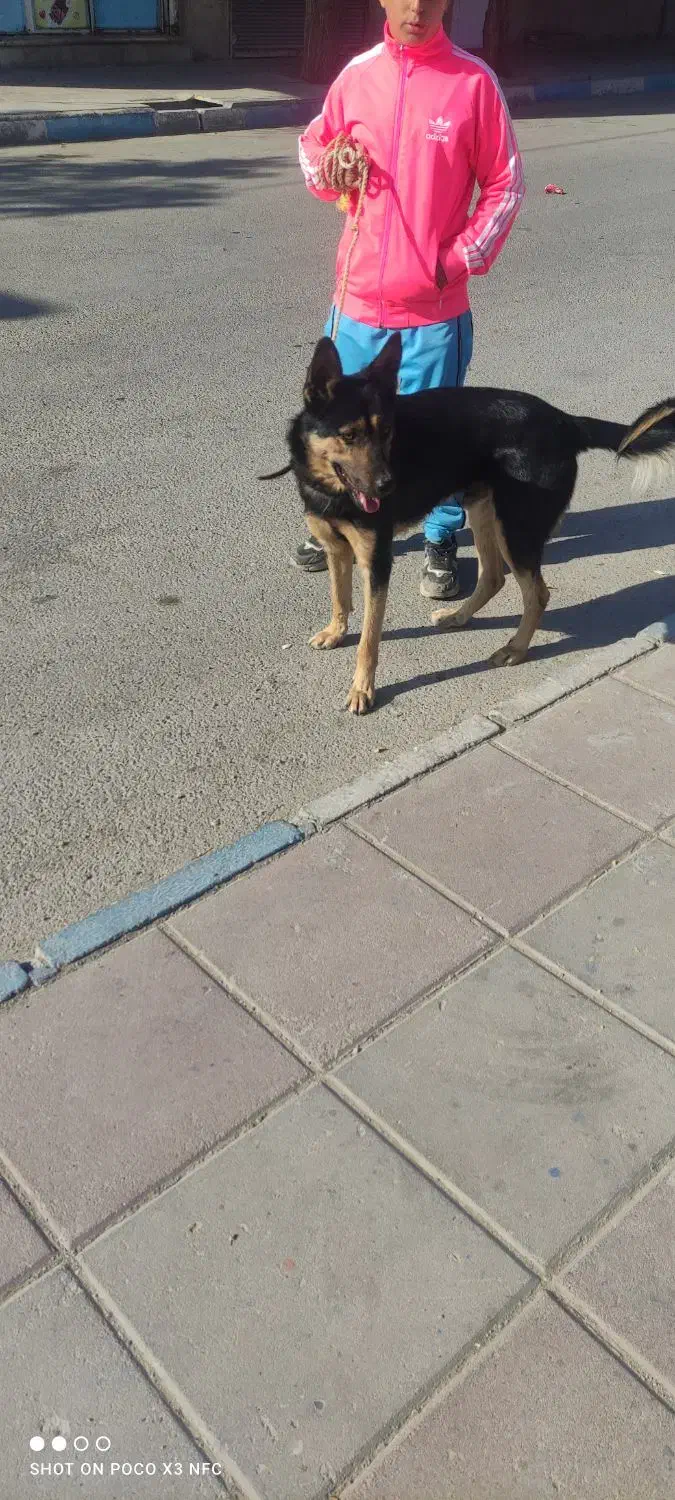 گرگی|سگ|صفادشت, |دیوار