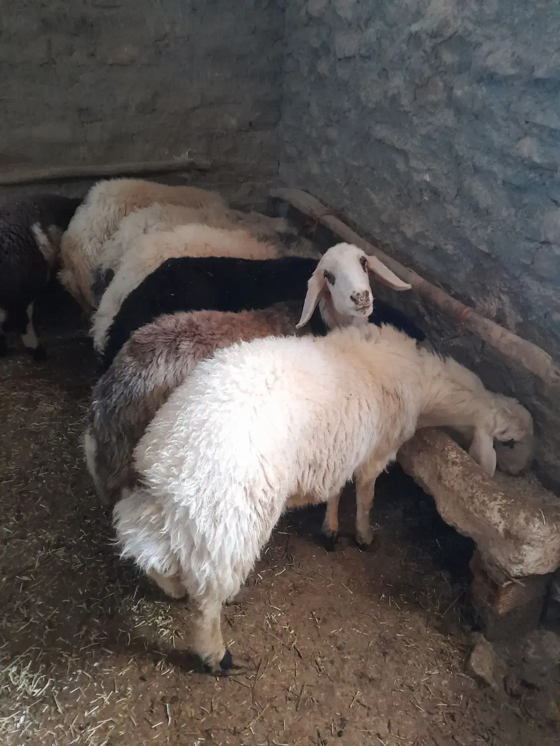 بره نر|حیوانات مزرعه|زاغه, |دیوار