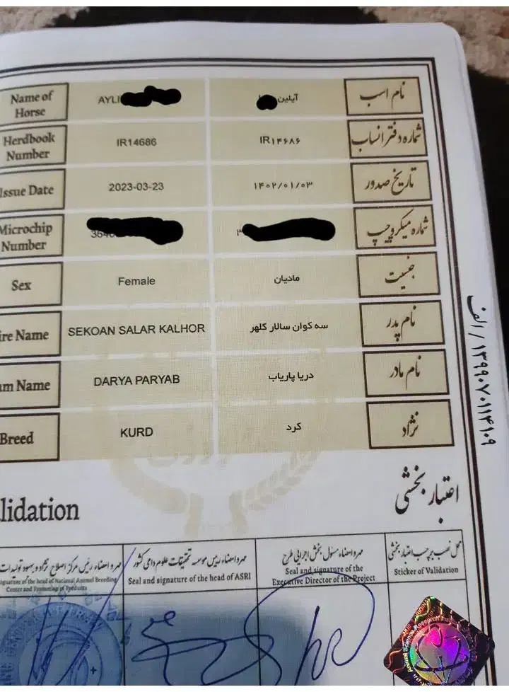 اسب مادیان کرد درجه یک|اسب و تجهیزات اسبسواری|تهران, جوادیه|دیوار