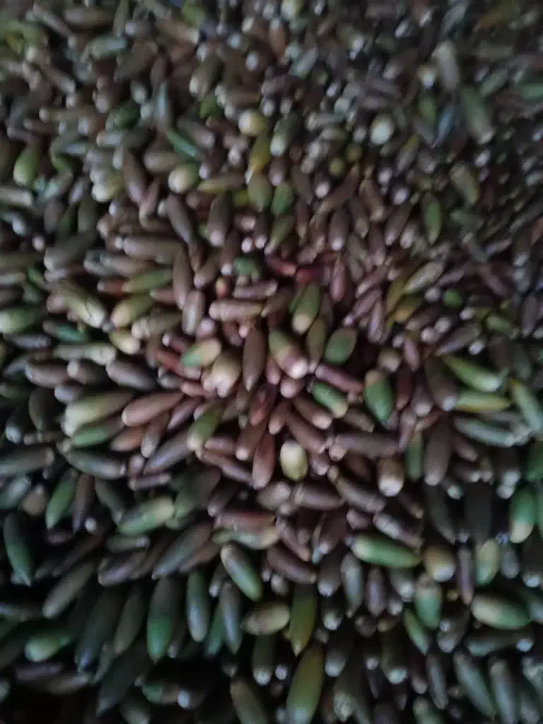 بلوط یاسوج|عمدهفروشی|یاسوج, |دیوار