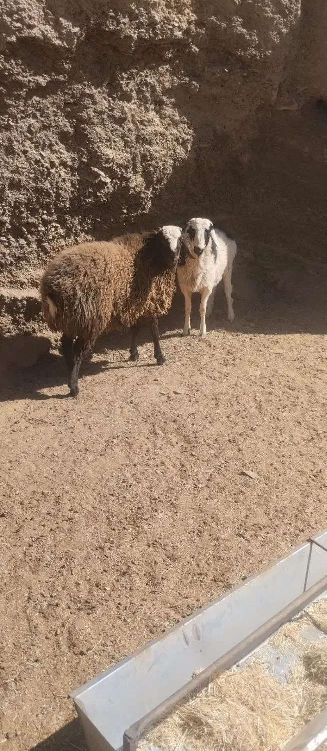 بره نر|حیوانات مزرعه|درمیان, |دیوار