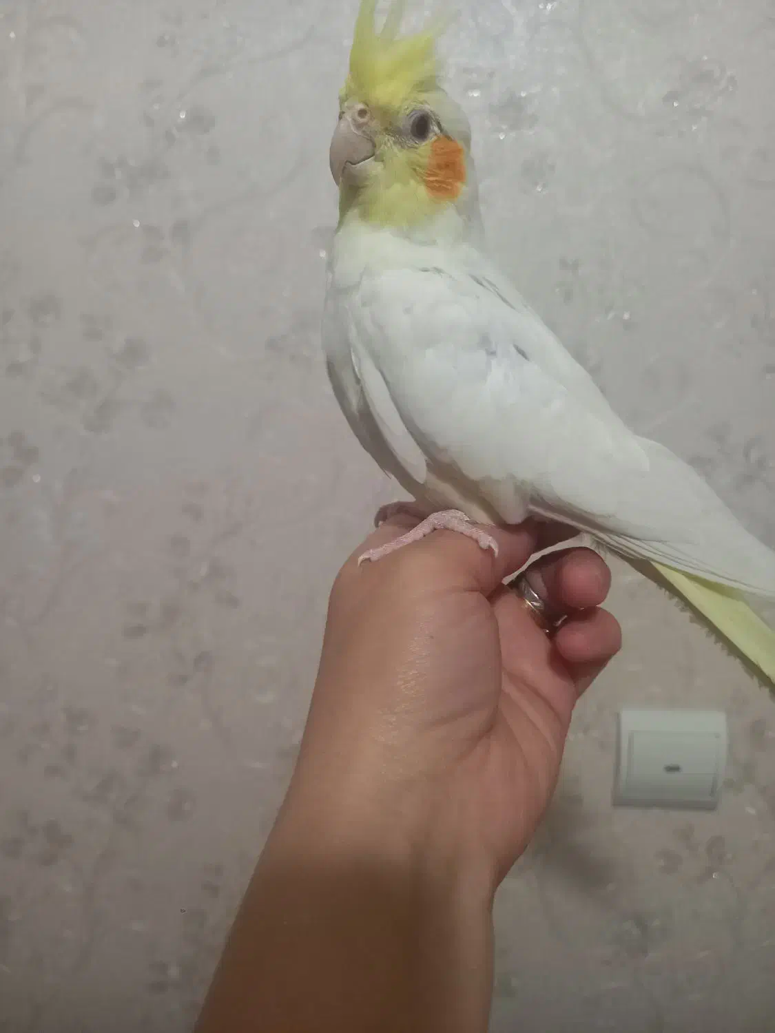 یک عدد عروس هلندی کاملا سالم|پرنده|فردیس, فرامرزیه|دیوار