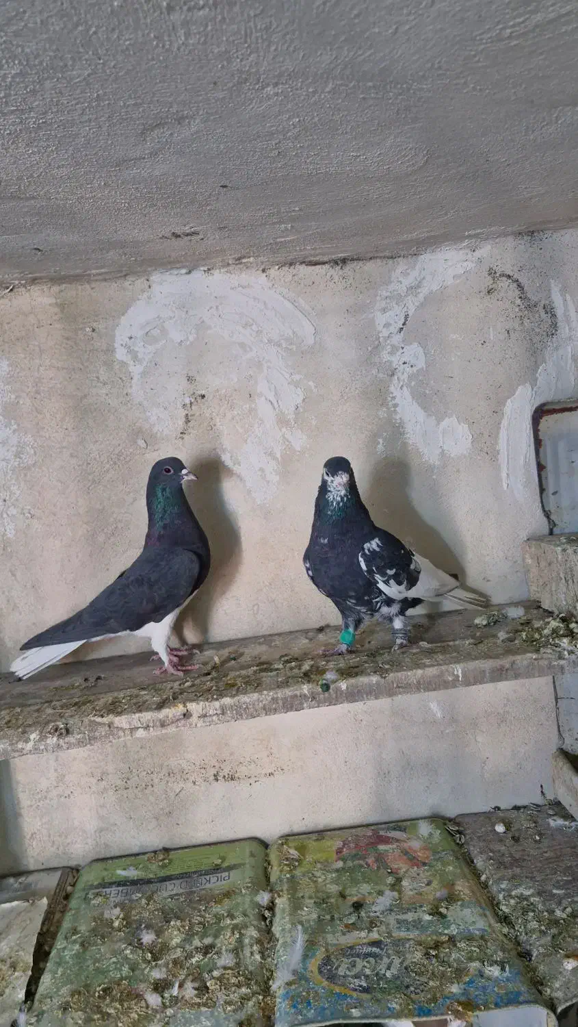 شهری|پرنده|شیراز, گویم|دیوار