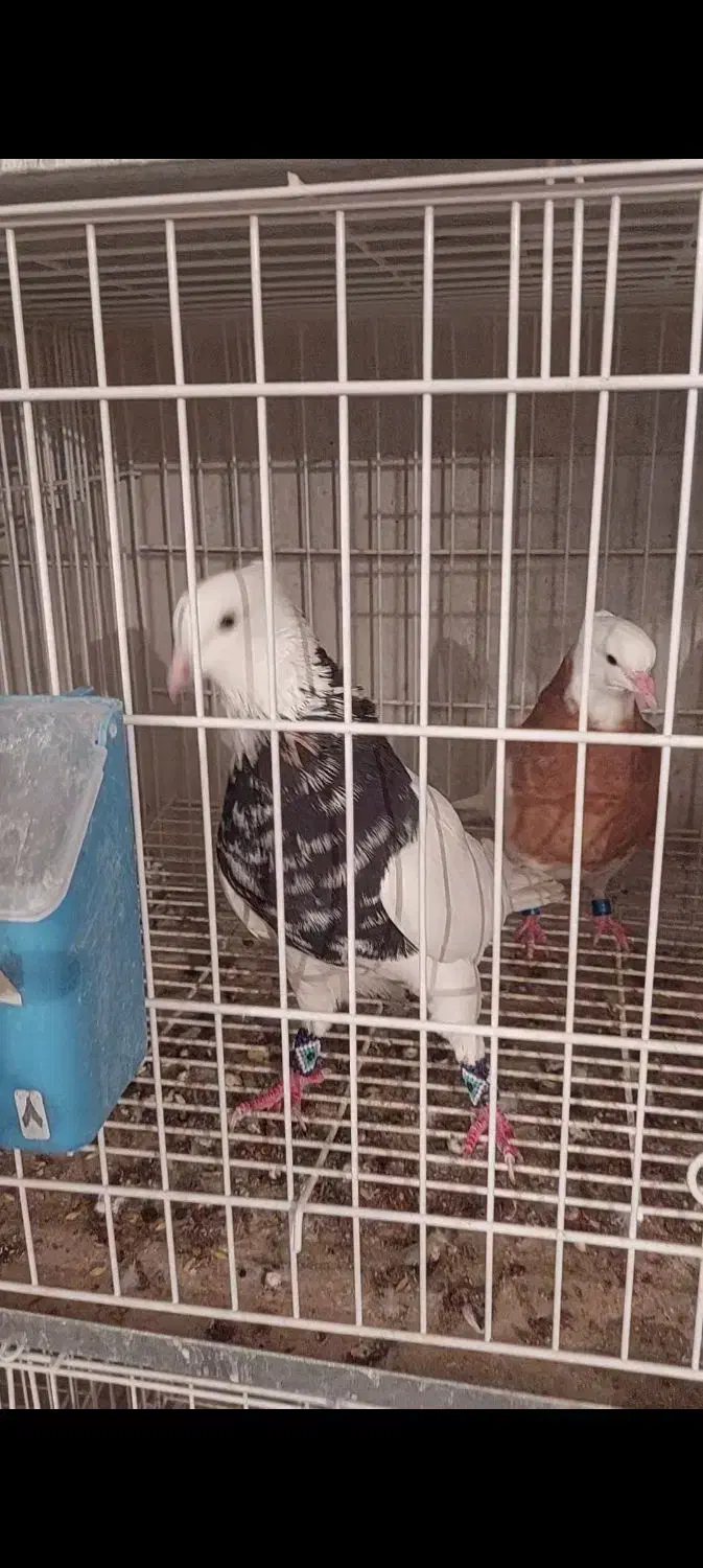 طوقی کرمانشاهی|پرنده|شاهینشهر, گرگاب|دیوار