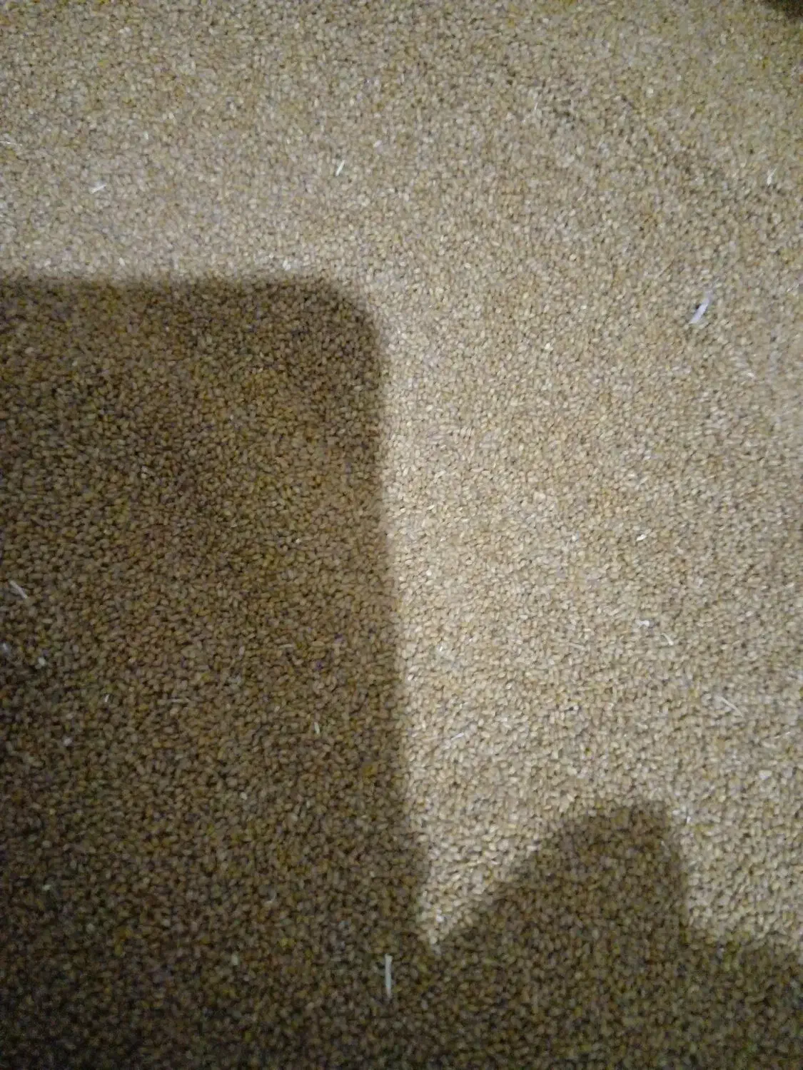 خاکشیر|خوردنی و آشامیدنی|شیراز, رکنآباد|دیوار