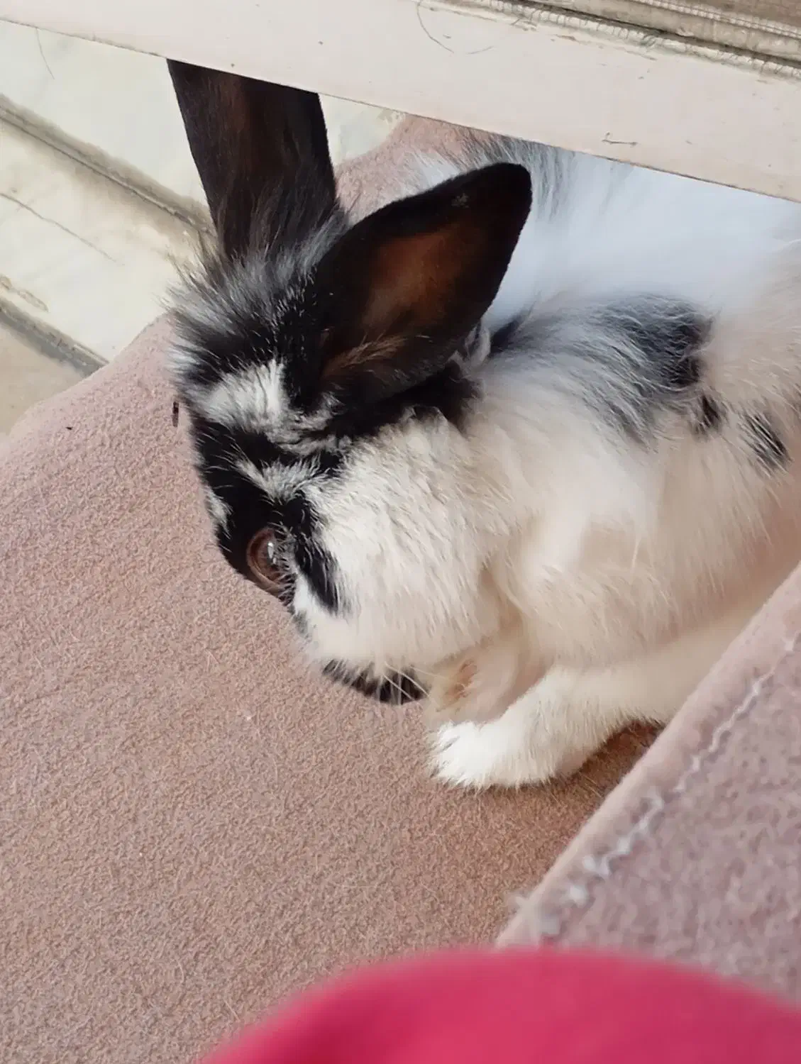 حیوان خانگی خرگوش|موش و خرگوش|دورود, |دیوار