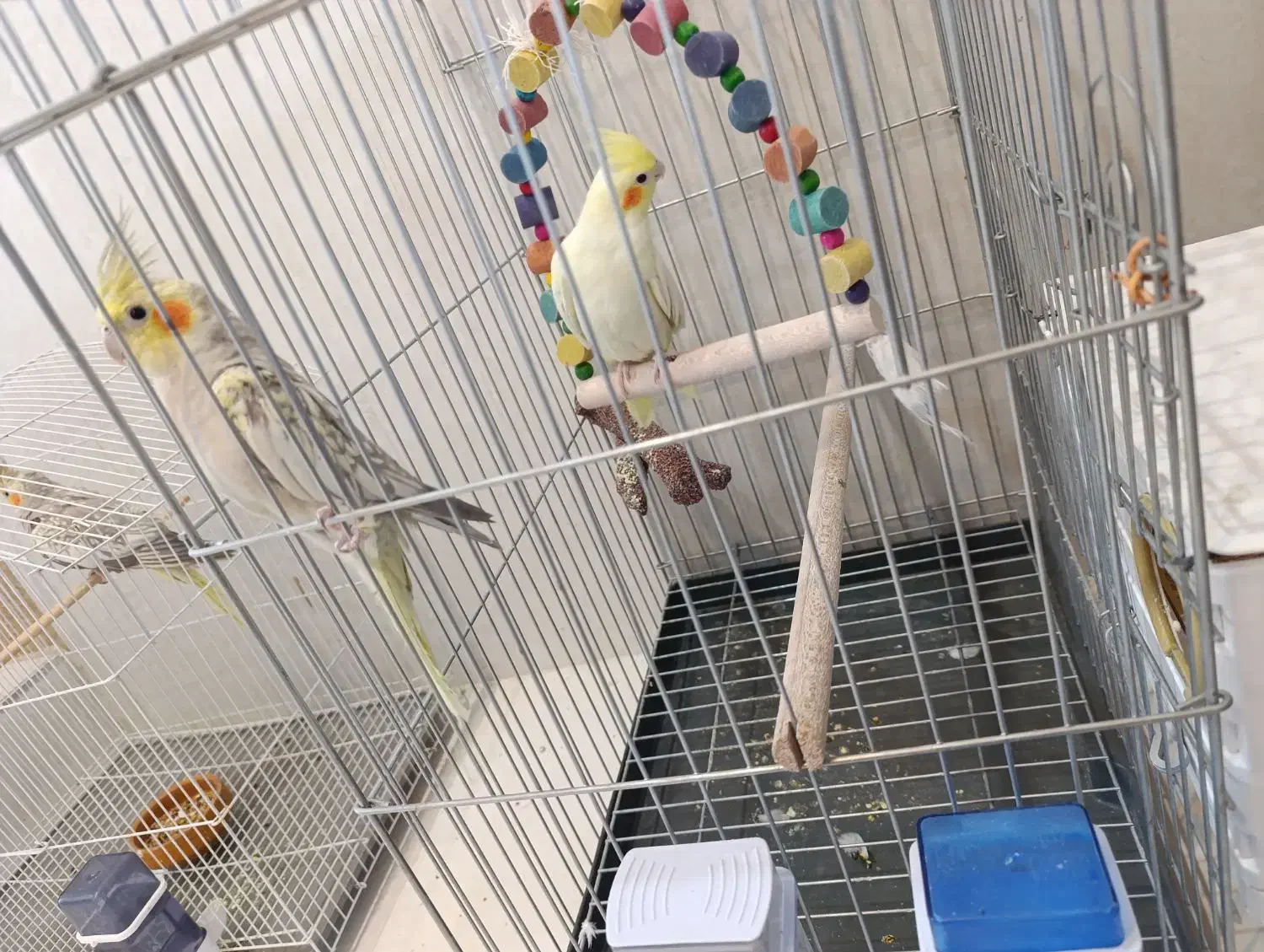 عروس هلندی|پرنده|مرودشت, کناره|دیوار