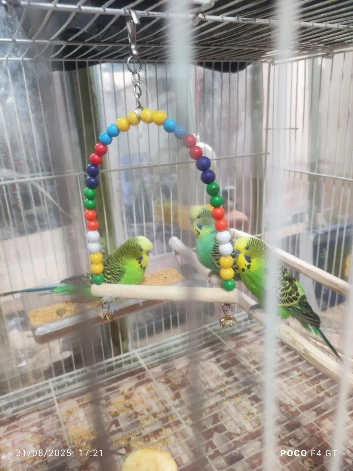 سه عدد مرغ عشق انگلیسی صحیح وسالم|پرنده|زاهدان, |دیوار