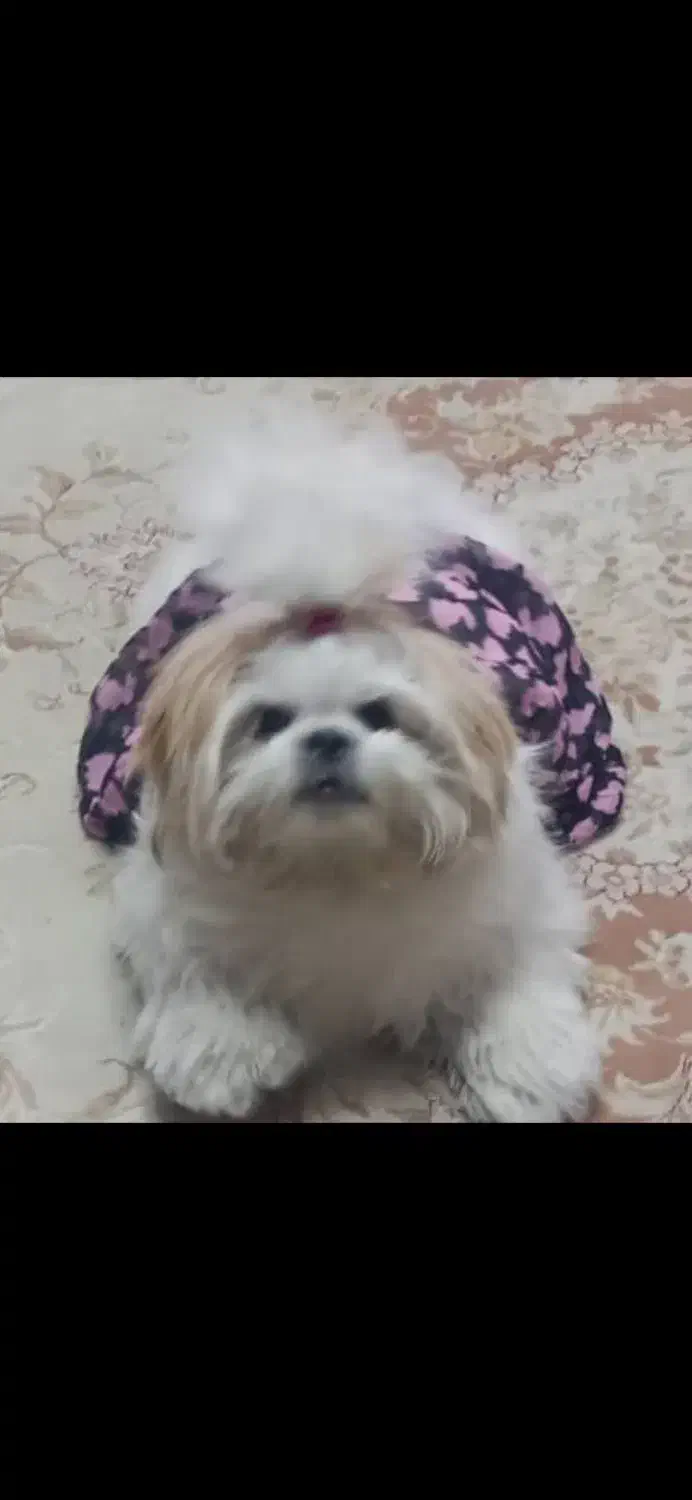 سگ. شیتزو فلت|سگ|کرج, کیانمهر|دیوار