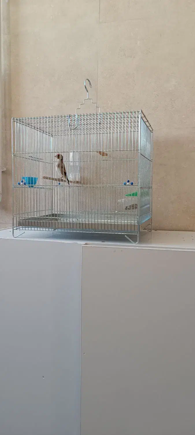 جوجه سهره قفس|پرنده|گیلان غرب, |دیوار