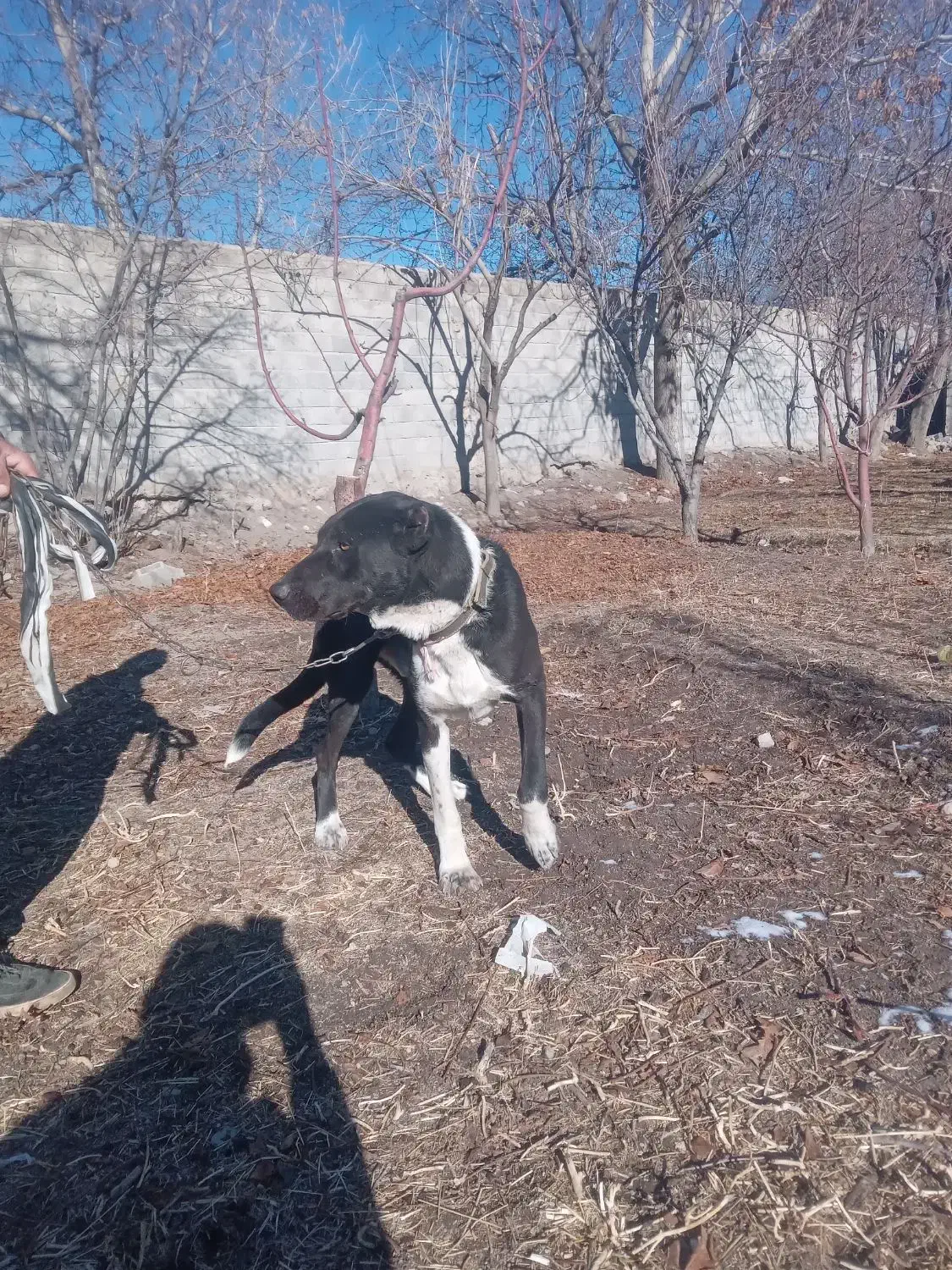 سگ اصل سراب|سگ|باسمنج, |دیوار