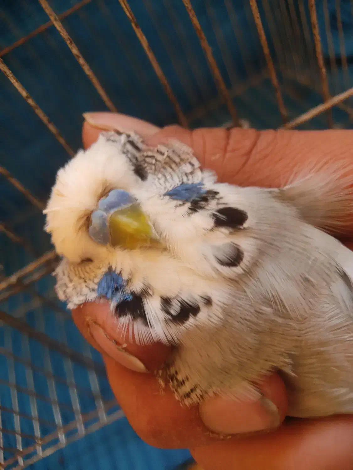 جفت مرغ عشق انگلیسی ۲۰۲۳|پرنده|بابل, |دیوار