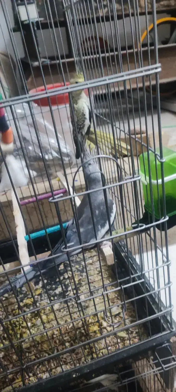 عروس هلندی مولد|پرنده|همدان, |دیوار