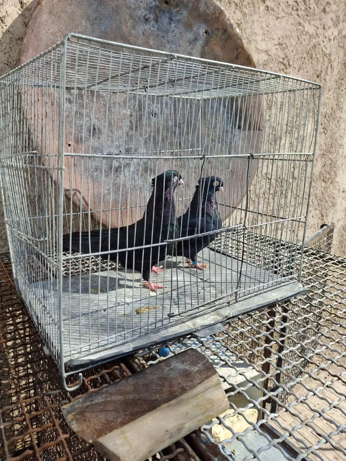 پلاکی و زاغ|پرنده|دهاقان, |دیوار