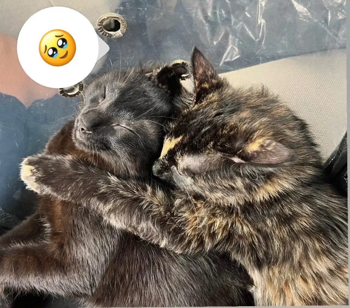 واگذاری گربه|گربه|کرج, کوی امامیه|دیوار