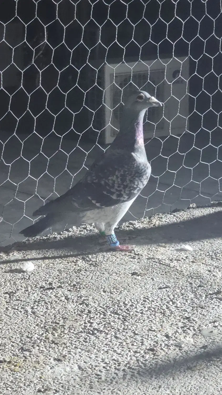 مگس عطیقه و ابلغ مگس بغدادی کفتر خوش استیل|پرنده|ایرانشهر, |دیوار