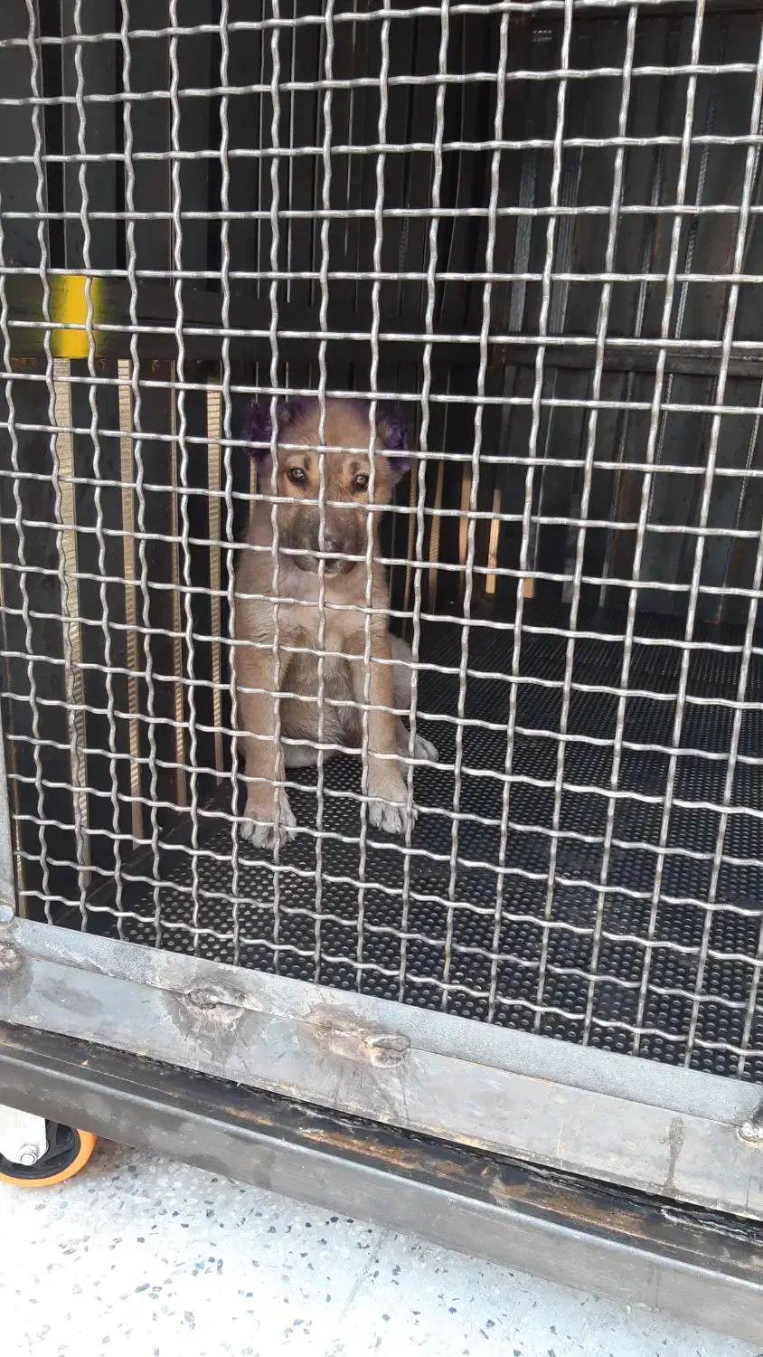 سگ نگهبان نژاد سراب|سگ|آفتاب, |دیوار