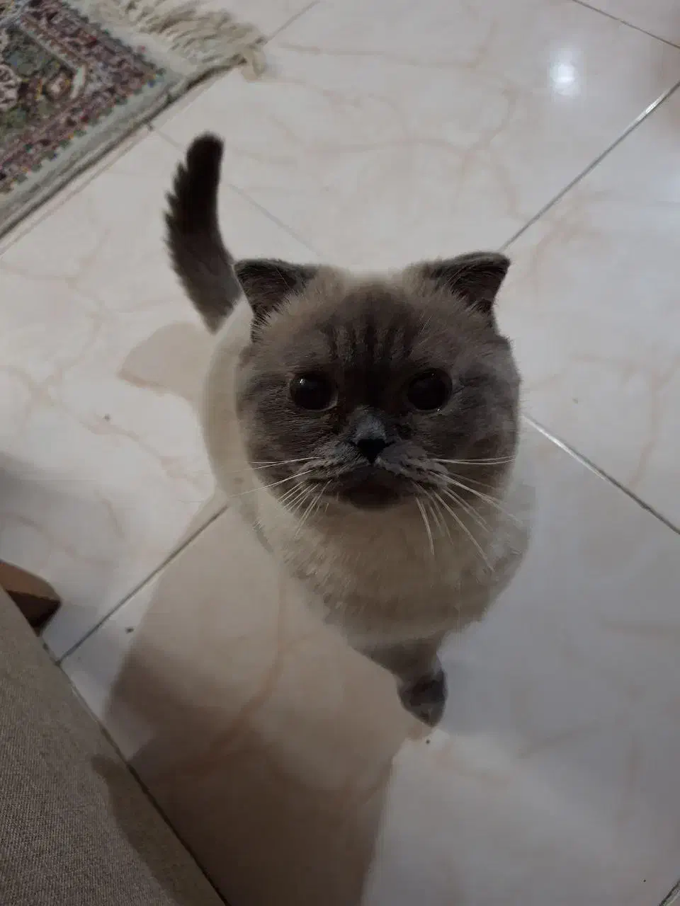 پت خونگی|گربه|شاندیز, |دیوار