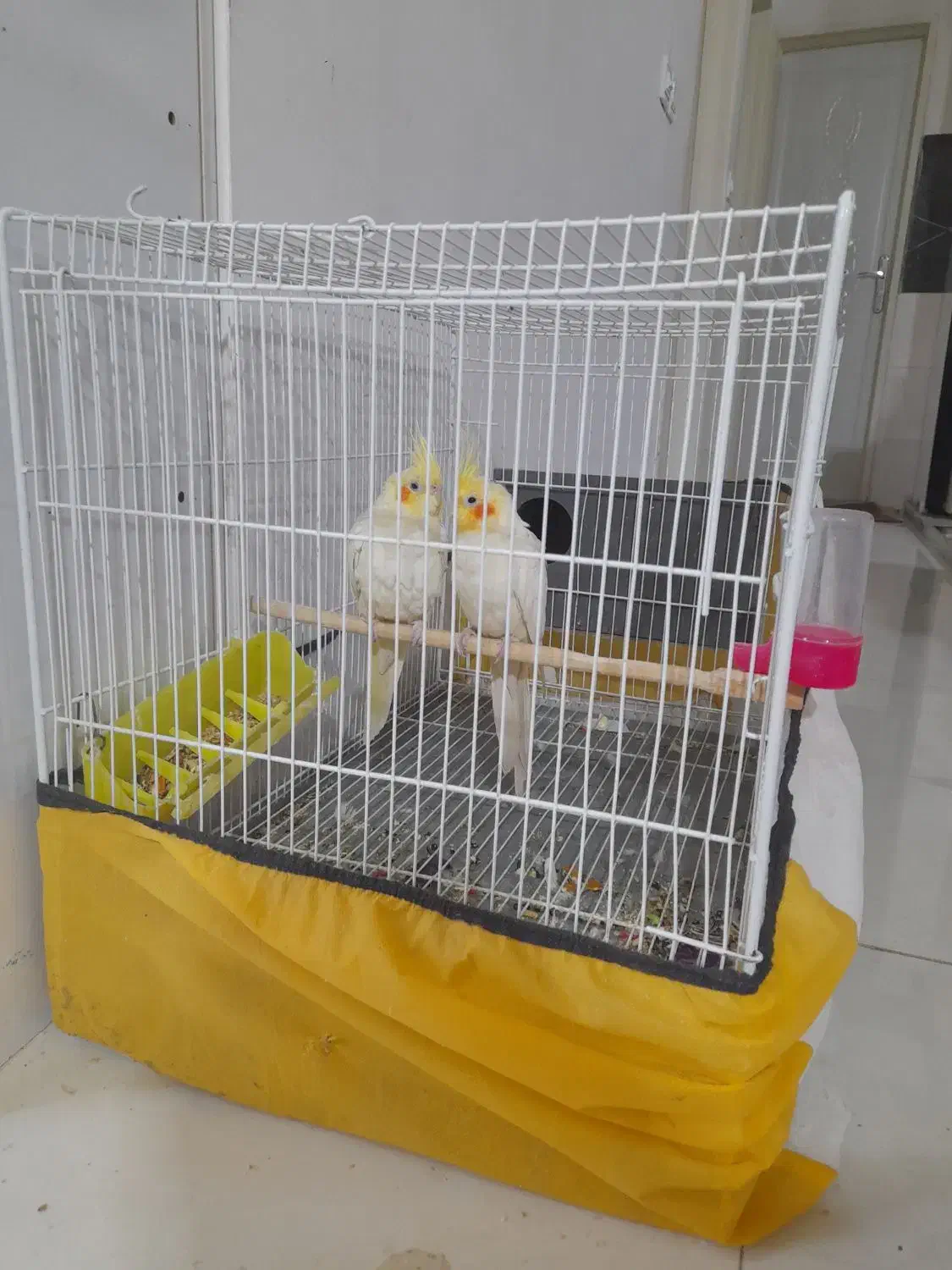 عروس  نر وماده|پرنده|تربت‌حیدریه, یحیی آباد|دیوار