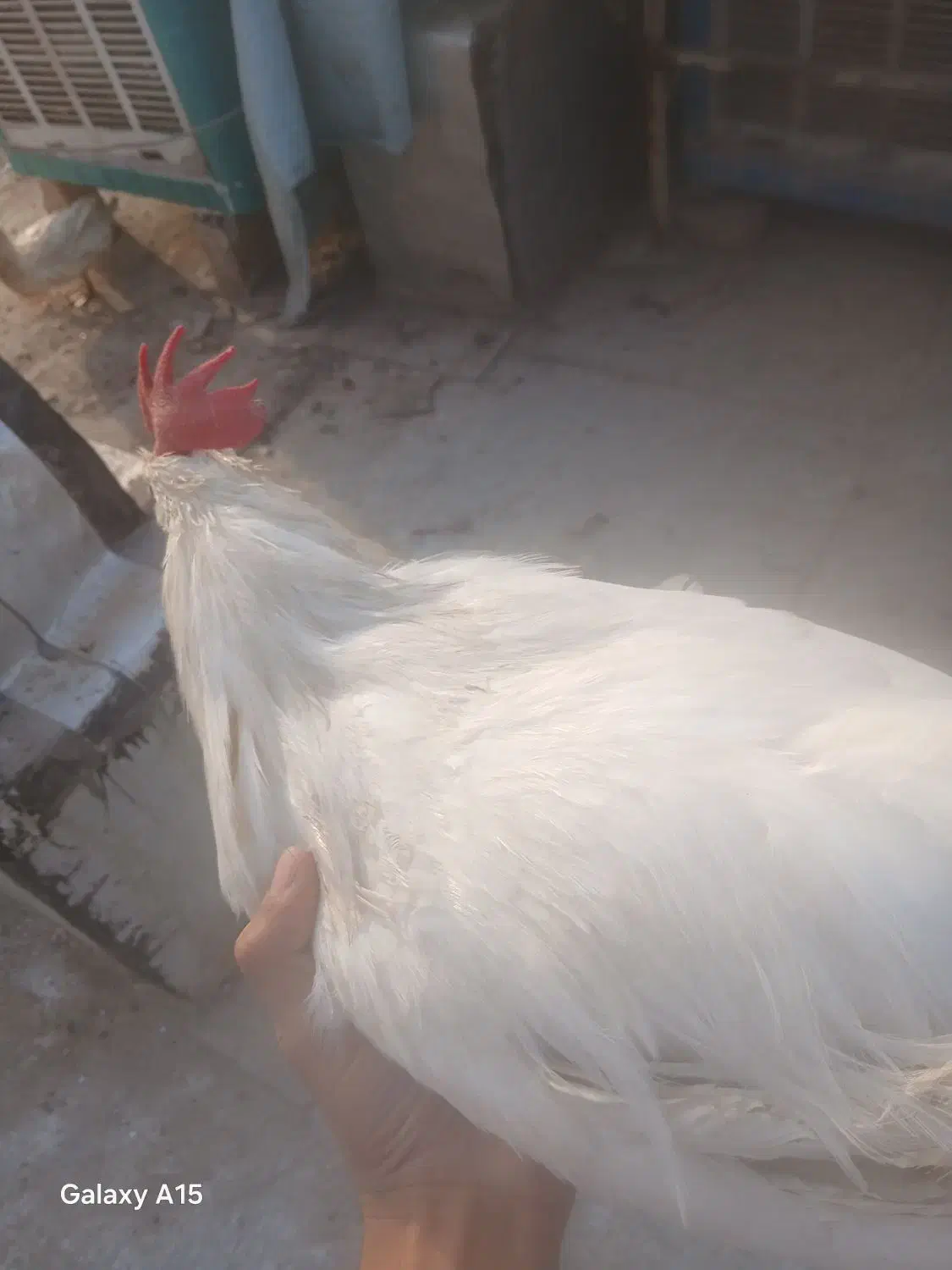 خروس، اردک|حیوانات مزرعه|صفادشت, |دیوار