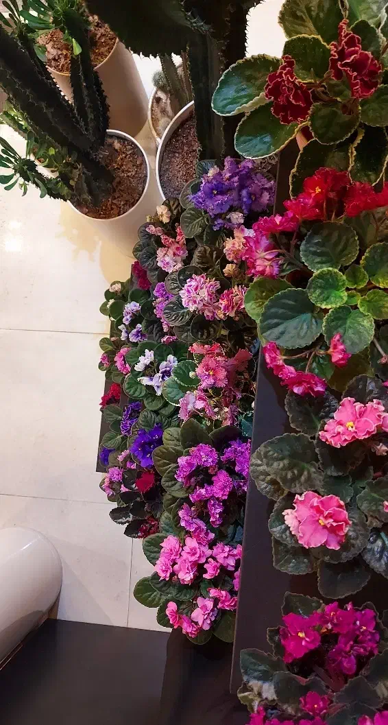 بنفشه آفریقایی|گل و گیاه طبیعی|رشت, دیلمان|دیوار