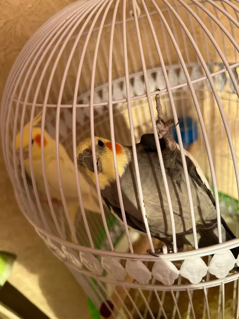 عروس هلندی جفت جوان|پرنده|مشهد, ادیب نیشابوری (شهرک غرب)|دیوار