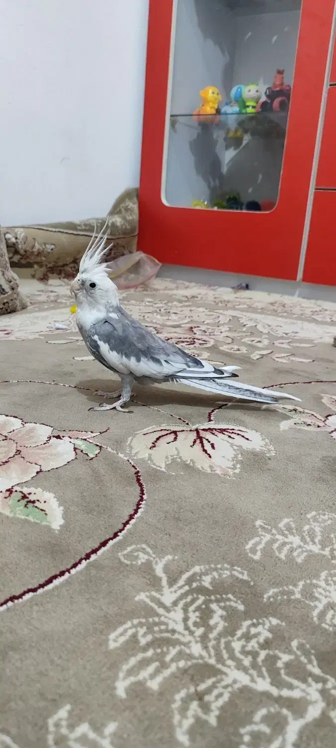 عروس هلندی|پرنده|ملایر, |دیوار