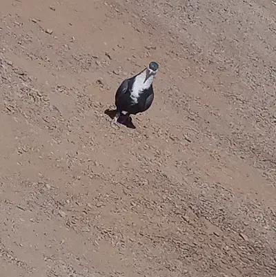 کبوتر|پرنده|زرند, |دیوار