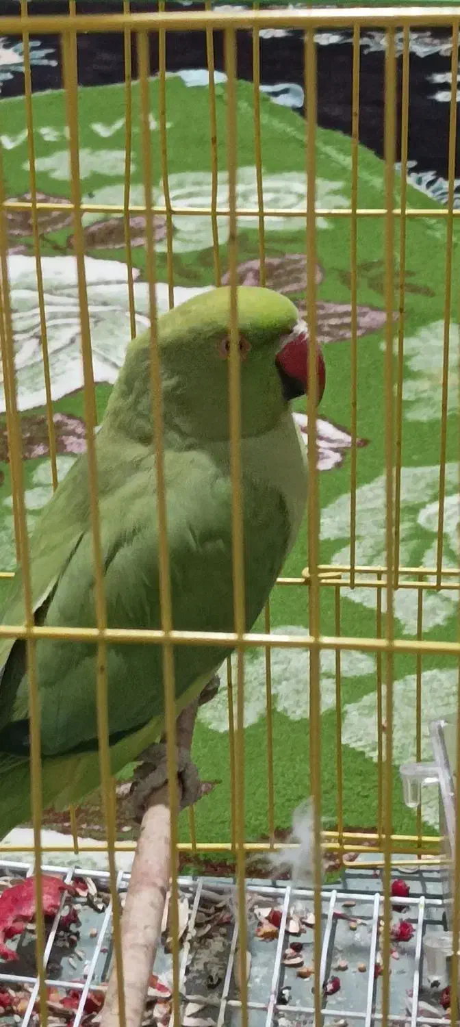 پرنده خانگی|پرنده|یاسوج, |دیوار