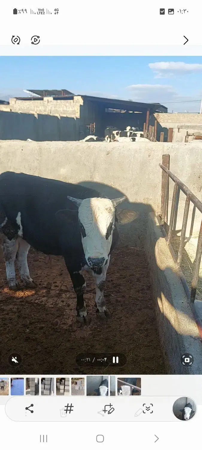 گوساله نر چاق|حیوانات مزرعه|ساوه, |دیوار