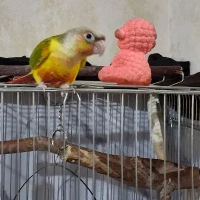 گرینچیک سه ماهه|پرنده|مهریز, |دیوار